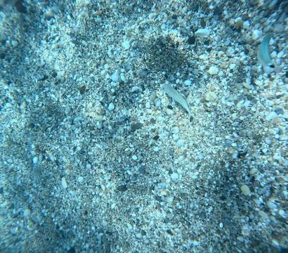 Underwater view of a school of fish over the seabed in Almeria, Spain Stock Photos