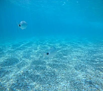 Underwater view of a school of fish over the seabed in Almeria, Spain Stock Photos