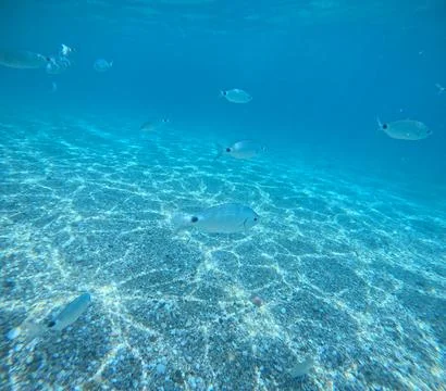 Underwater view of a school of fish over the seabed in Almeria, Spain Stock Photos