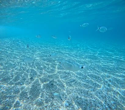 Underwater view of a school of fish over the seabed in Almeria, Spain Stock Photos