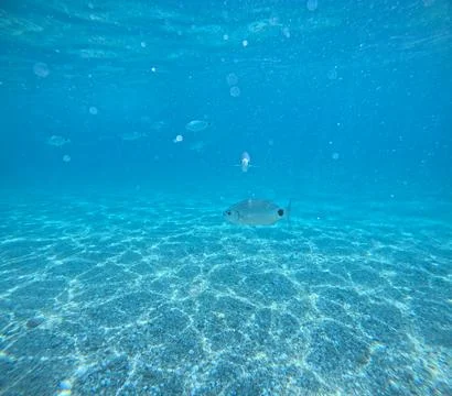 Underwater view of a school of fish over the seabed in Almeria, Spain Stock Photos