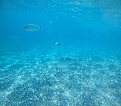 Underwater view of a school of fish over the seabed in Almeria, Spain Stock Photos
