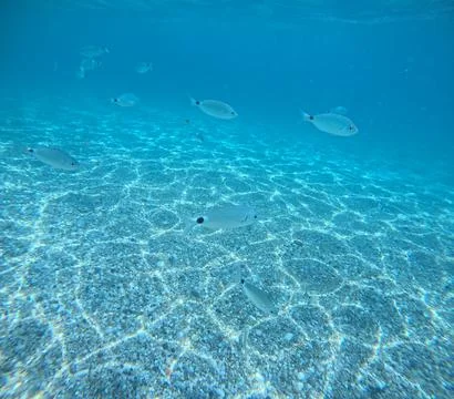 Underwater view of a school of fish over the seabed in Almeria, Spain Stock Photos