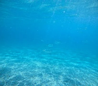 Underwater view of a school of fish over the seabed in Almeria, Spain Stock Photos
