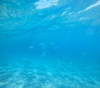 Underwater view of a school of fish over the seabed in Almeria, Spain Stock Photos