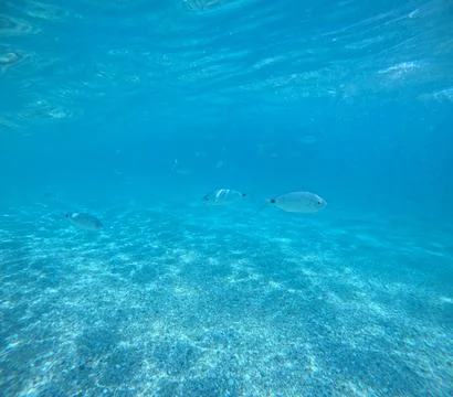 Underwater view of a school of fish over the seabed in Almeria, Spain Stock Photos