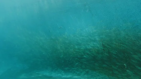 Underwater view of school of fish trapped in purse seine fishing net Stock Footage 99431321