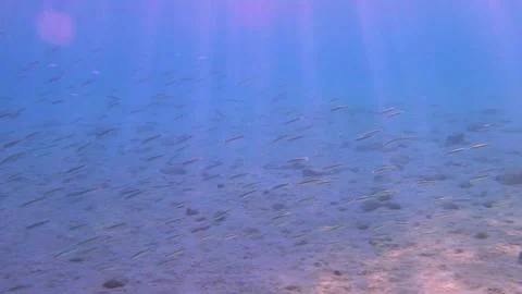 Underwater View, A School of Small Fish, Slow Motion, HD, Long Shot Stock Footage 150706323
