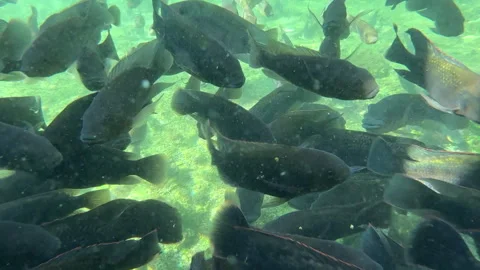 Underwater View of Schooling Fish and Duck Paddling Vídeo Stock 330170628