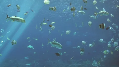 Underwater view of schooling fish, sharks, and stingrays Stock Footage 105874358