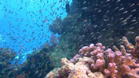 Underwater View Scuba Divers Cloud Of Small Fish Coral Reef Stock Footage 102605614