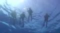 Underwater view of scuba divers at the surface HD Footage