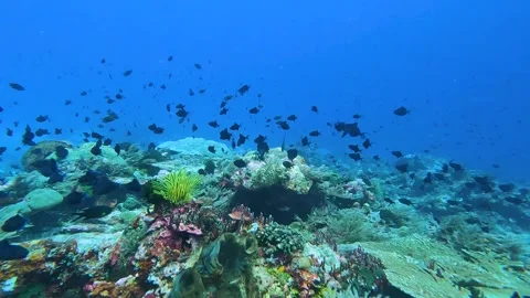 Underwater view scuba diving coral triangle region Timor-Leste in coral reef Stock Footage 341087630