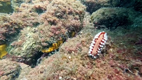 Underwater View of Sea Cucumber on Ocean Floor near Ilha Grande Brazil Stock Footage 336445150