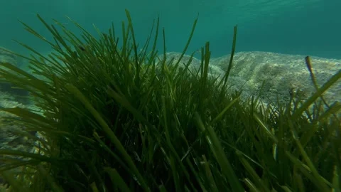 Underwater view of sea grass swaying with the current, with rocks and small fish Stock Footage 313809804