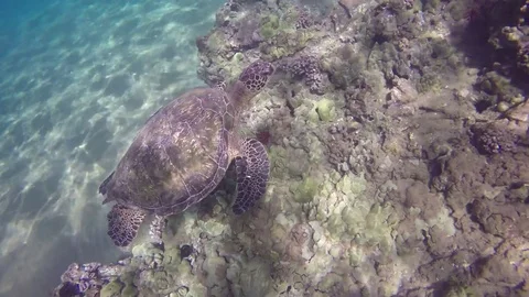 Underwater View Of Sea Turtle Gently Swimming Through Tropical Waters Video stock 83519989