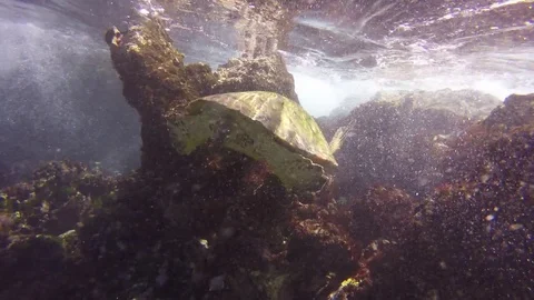 Underwater View Of A Sea Turtle Getting Bumped On Rocks In Rough Ocean Waves 스톡 동영상 83519390