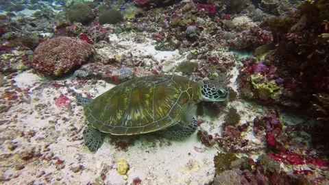 Underwater View of a Sea Turtle on the Ocean Floor Stock Footage 332968771