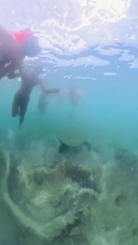 Underwater view of a sea turtle resting on the ocean floor as snorkelers float 動画素材 327499307