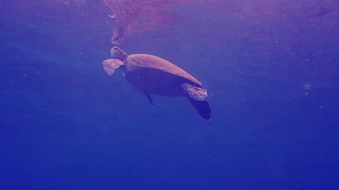Underwater view of sea turtle surfacing to breathe Vídeos de archivo 336841190