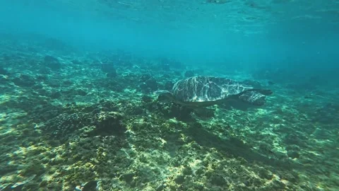 Underwater View of Sea Turtles Exploring the Vibrant Reefs of Lombok Video stock 283893401