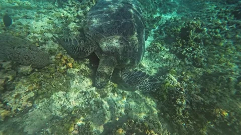 Underwater View of Sea Turtles Exploring the Vibrant Reefs of Lombok Stock Footage 283902578