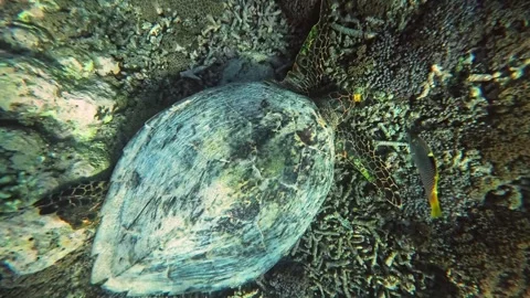Underwater View of Sea Turtles Exploring the Vibrant Reefs of Lombok Stock Footage 283902760