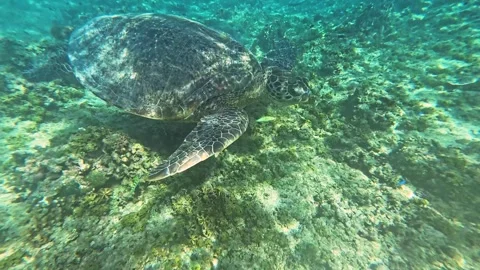 Underwater View of Sea Turtles Exploring the Vibrant Reefs of Lombok Stock Footage 283905959