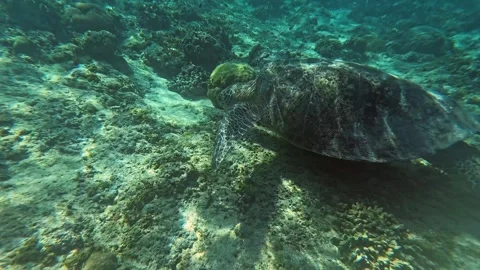 Underwater View of Sea Turtles Exploring the Vibrant Reefs of Lombok Stock Footage 283907623