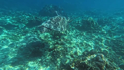 Underwater View of Sea Turtles Exploring the Vibrant Reefs of Lombok Stock Footage 283907639
