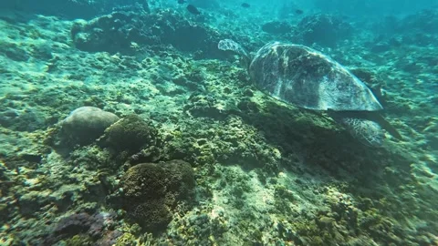 Underwater View of Sea Turtles Exploring the Vibrant Reefs of Lombok Stock Footage 283907692