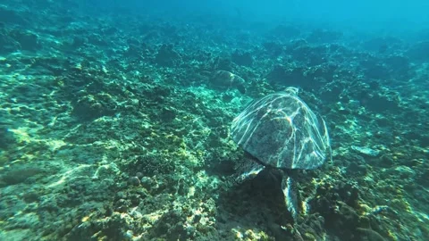 Underwater View of Sea Turtles Exploring the Vibrant Reefs of Lombok Stock Footage 283908030