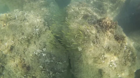 Underwater view of the seabed with various rocks, green algae, and small fish Stock Footage 343157122