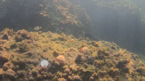 Underwater view of seashells resting on a seabed covered with marine algae and Stock Footage 343429250