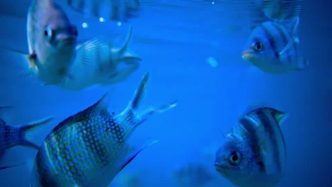 Underwater View of Several Blue Striped Fish Swimming in a Tank Video stock 301033227
