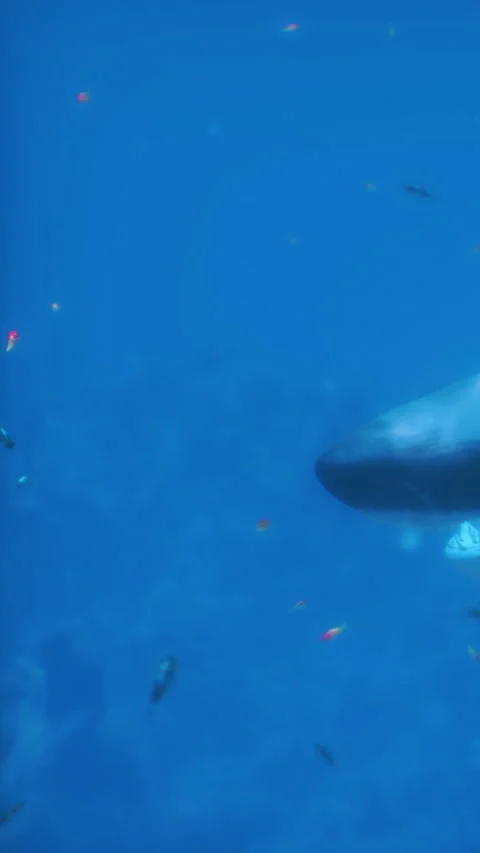 Underwater view of a shark swimming with various fish in a clear ocean Stock Footage 339769448