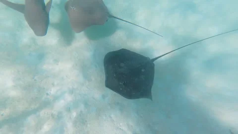 Underwater view of sharks and stingrays swimming over sandy ocean floor Video stock 331117375