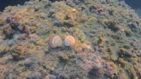 Underwater view showing two scallops nestled together on a rocky, algae covered Stock Footage 343436193