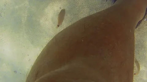 Underwater view of small fish biting the legs and feet of a swimmer in the wa Stock-Footage 281642196