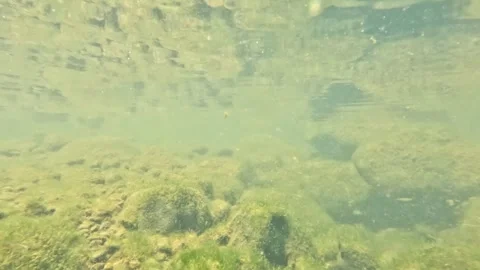 Underwater view of small fish at the bottom of a clear river Stock Footage 321324368