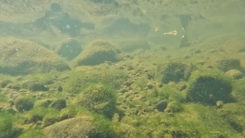 Underwater view of small fish at the bottom of a clear river Stock Footage 321324369
