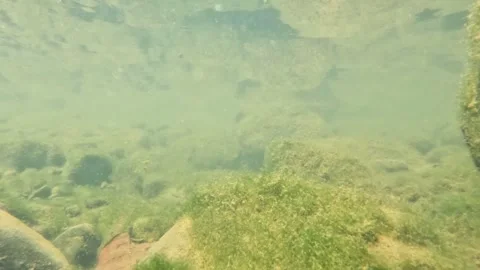 Underwater view of small fish at the bottom of a clear river Stock Footage 321324373
