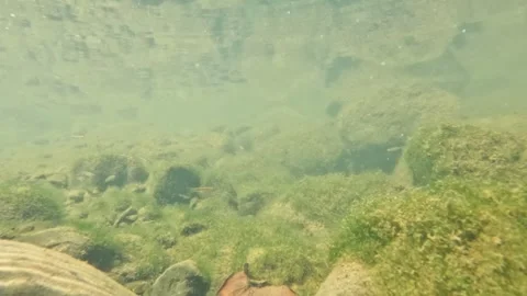 Underwater view of small fish at the bottom of a clear river Stock Footage 321324374