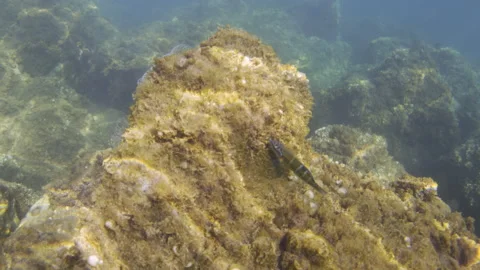 Underwater view of small fish swimming around a coral reef in clear blue ocean Video stock 342887319