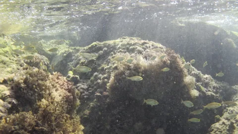 Underwater view of small fish swimming over rocks covered in green and brown Stock Footage 343066358