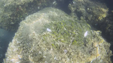 Underwater view of small fish swimming around a seabed with rocks, algae, and Stock Footage 343474656