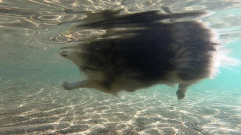 Underwater view of small fluffy dog swimming Stock Footage 170168483