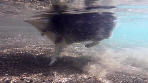 Underwater view of small fluffy dog swimming Stock Footage 170168488
