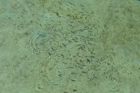 Underwater view of a small group of fish swimming in the sea. Stock Photos