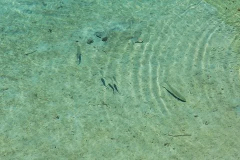 Underwater view of a small group of fish swimming in the sea. Stock Photos